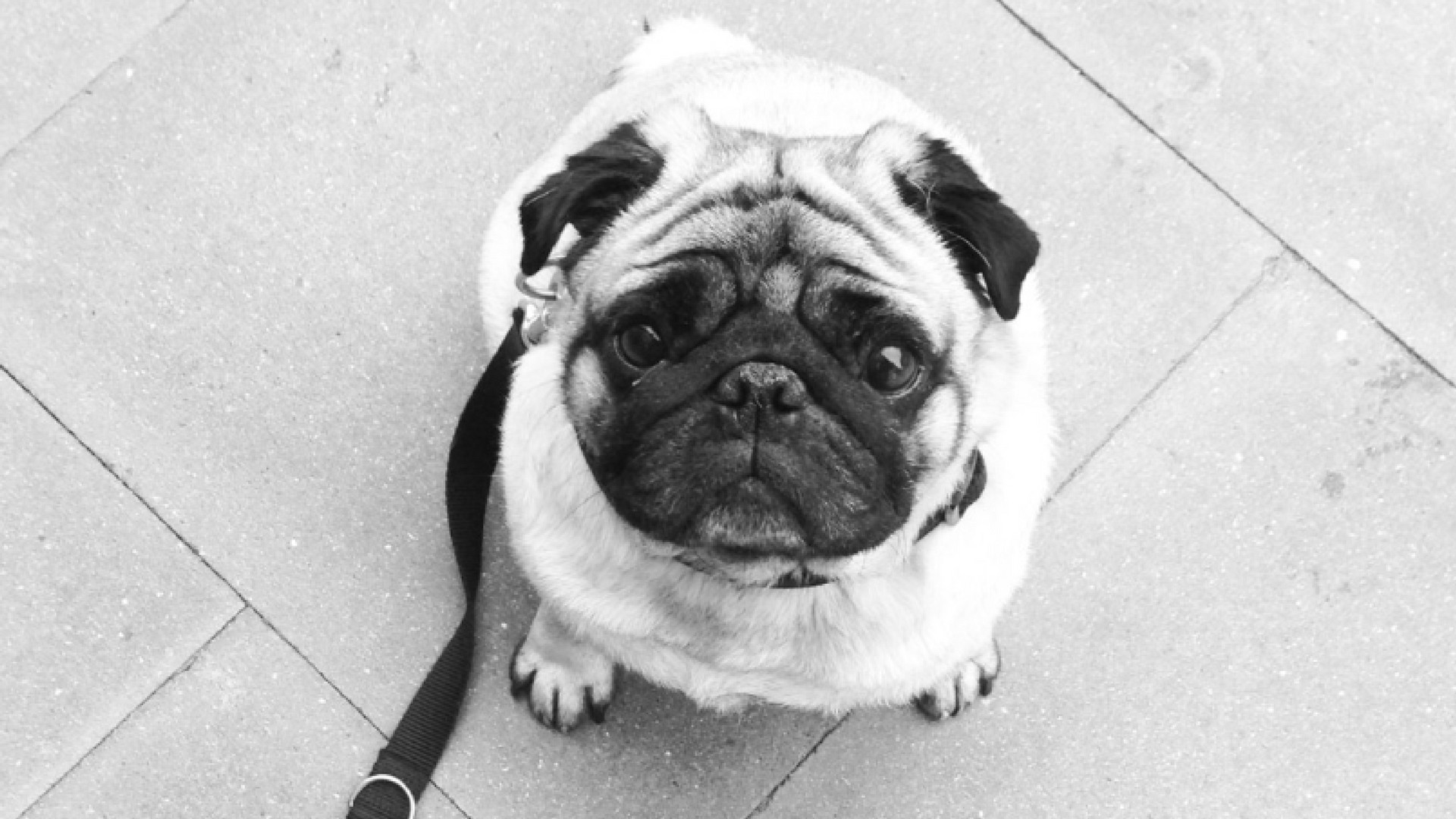 Merken Hunde Dass Man Schwanger Ist ARDTatort Schwanger ohne es zu