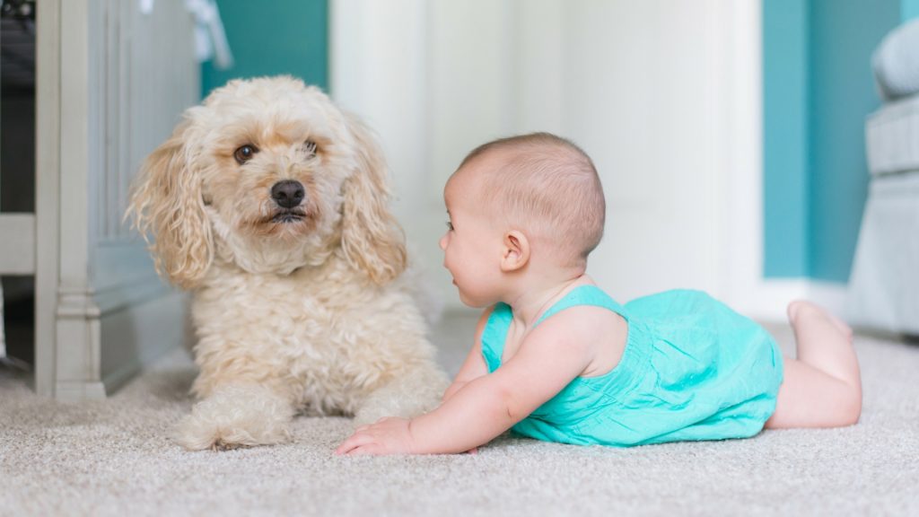 Baby und Hund? Das solltest du unbedingt wissen