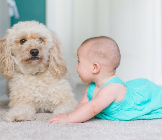 Baby und Hund? Das solltest du unbedingt wissen