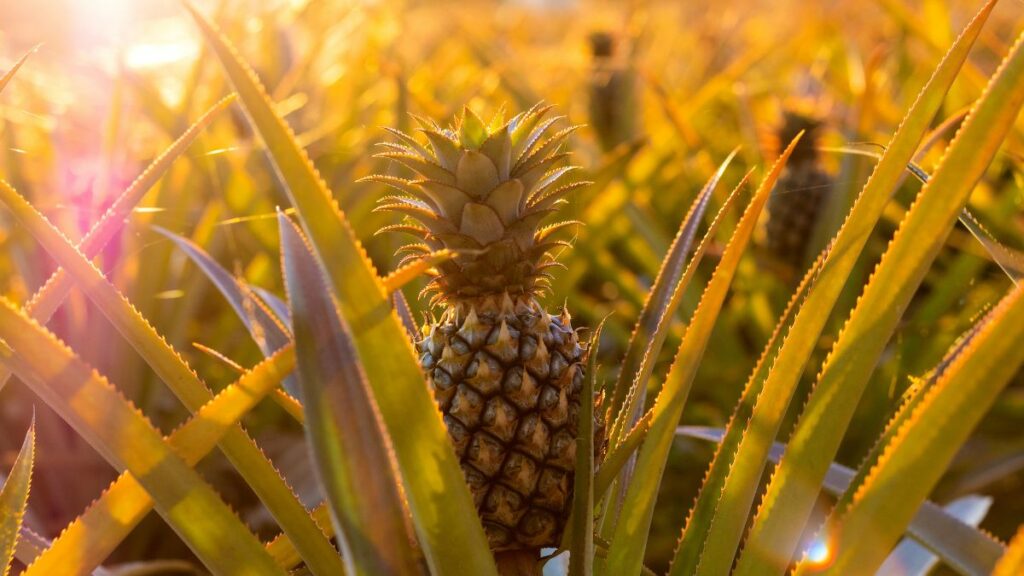 Ananas-Baum: Ist das der verrückteste Weihnachtsbaum-Trend?