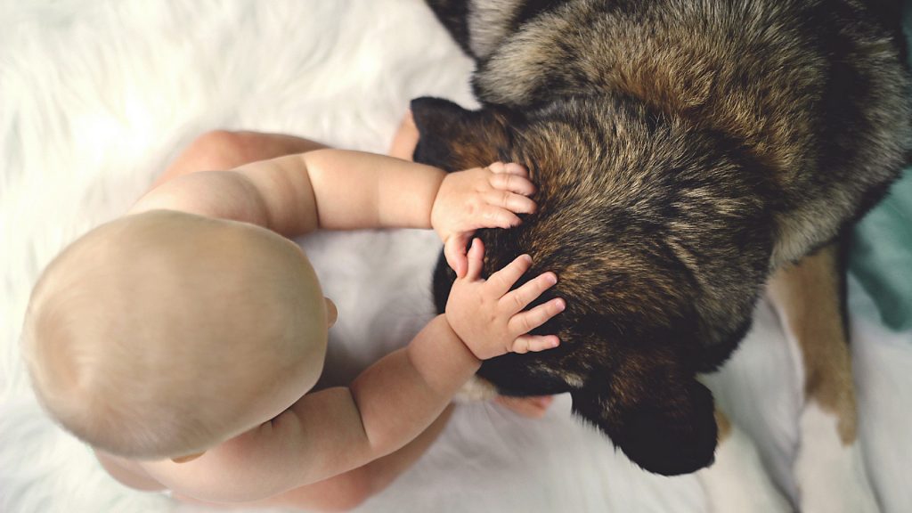 Warum schon ein einziger Hundebiss tödlich für ein Baby sein kann