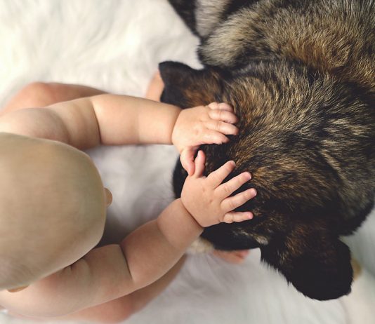 Warum schon ein einziger Hundebiss tödlich für ein Baby sein kann
