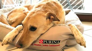 Hund liegt im Körbchen