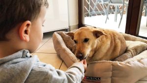 Kind füttert Hund mit Leckerli