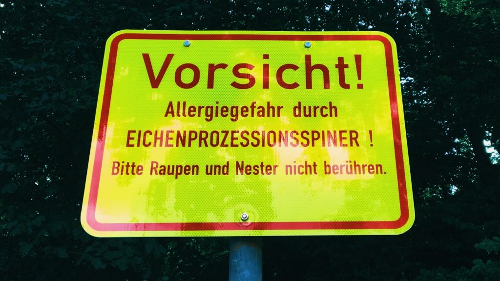 Eichenprozessionsspinner: Kinder sind besonders gefährdet