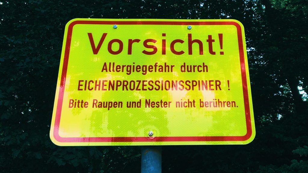 Eichenprozessionsspinner: Kinder sind besonders gefährdet