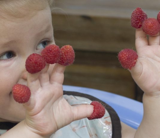 Argumente gegen Quetschies: Mädchen mit Himbeeren an den Fingern