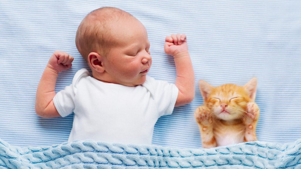 Katzen und Babys zusammenführen: So klappt es problemlos!