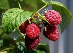 Himbeeren und Himbeerblaetter am Strauch