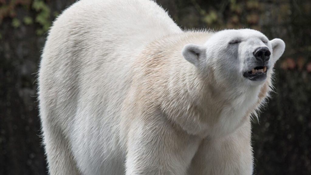 Zoos in der Corona-Krise: Es gibt drastische Notfallpläne