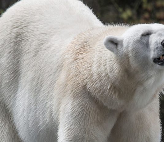 Auch Zoos haben durch die Corona-Krise zu kämpfen.