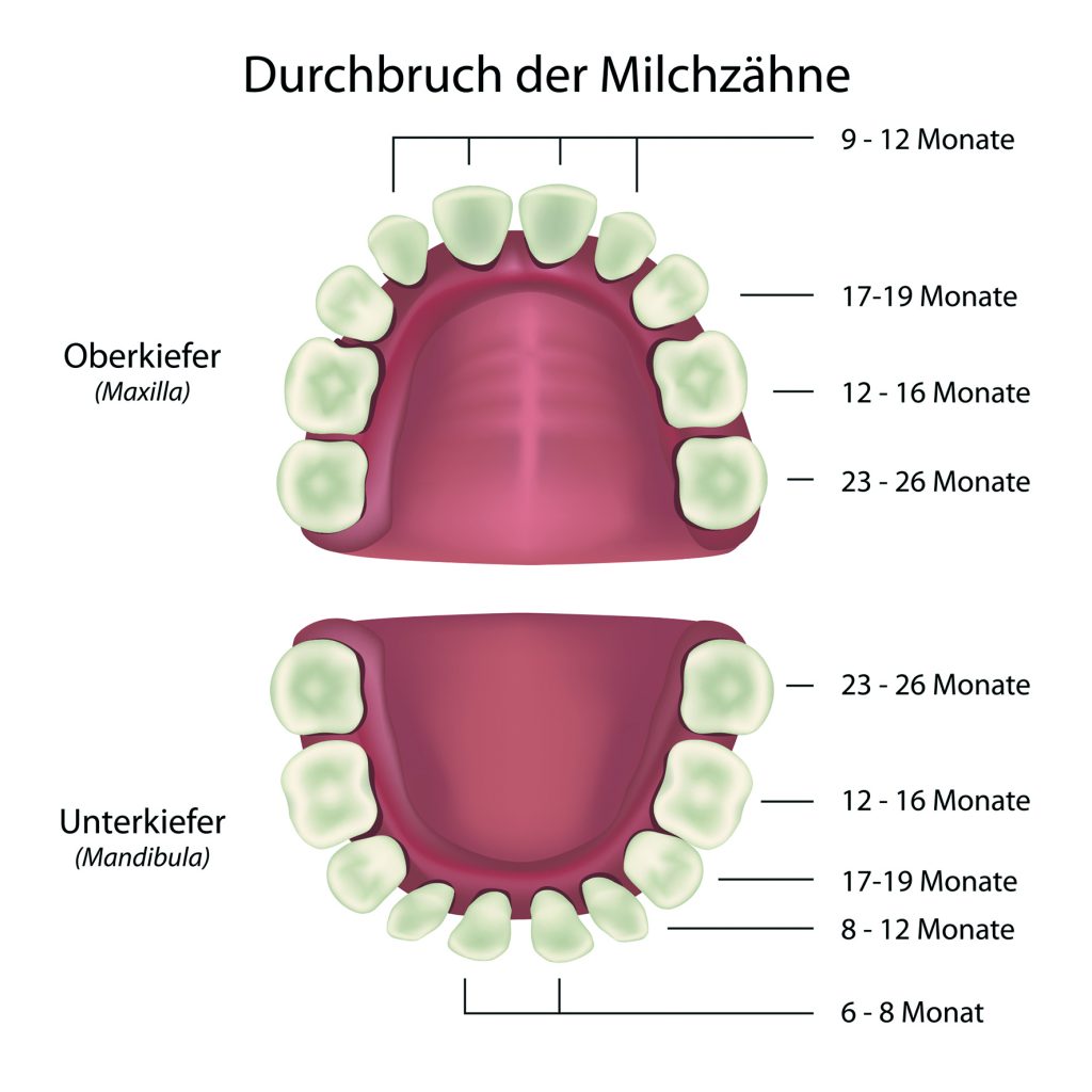 Wann blitzt welcher Milchzahn hervor?