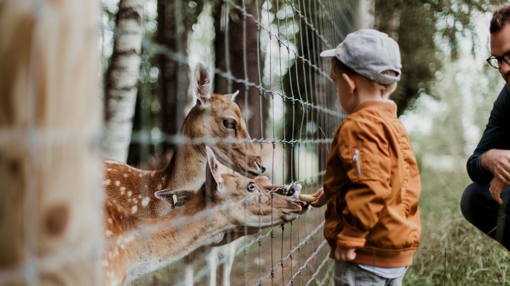 Zoos und Wildparks öffnen wieder! Das gibt es zu beachten: