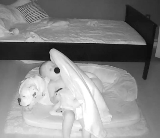 Baby krabbelt nachts zu seinem Hund ins Körbchen