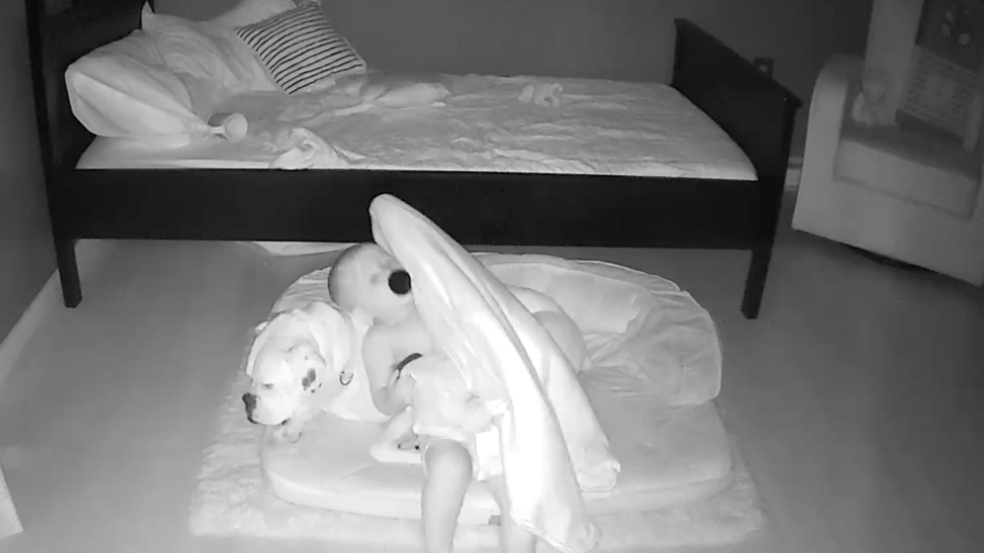 Zuckersüßes Video Baby krabbelt nachts zu seinem Hund ins Körbchen