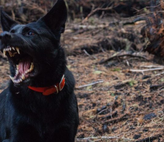 Ein großer, schwarzer Hund hat ein Baby und ein Kleinkind schwer verletzt.