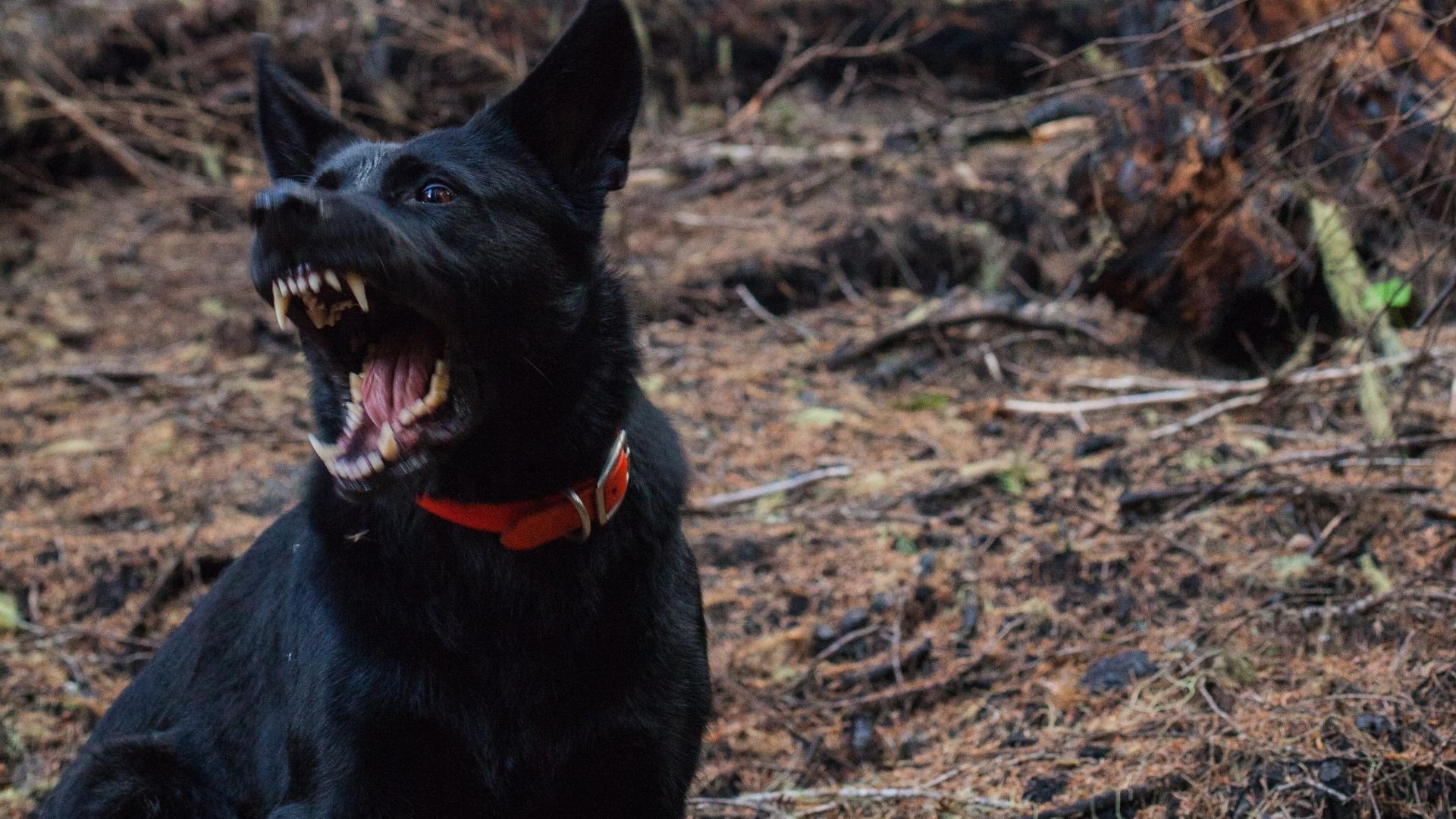 Ein großer, schwarzer Hund hat ein Baby und ein Kleinkind schwer