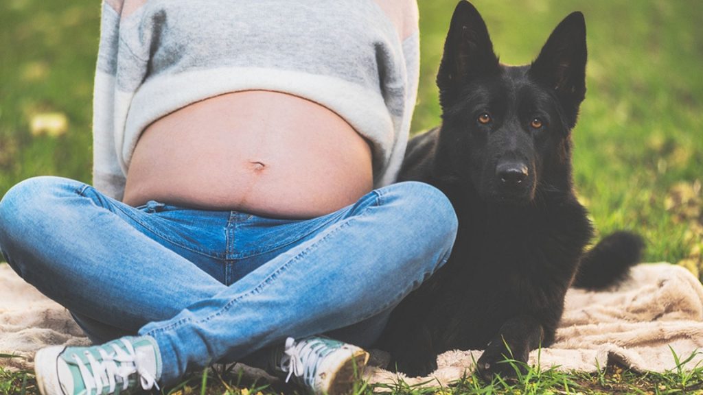 Die große Pups-Lüge: Mann beschuldigt Hund – mit teuren Folgen