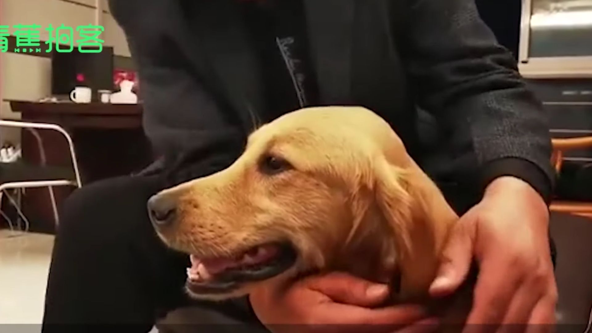 Spielzeug Hund Sieht Aus Wie Echt —