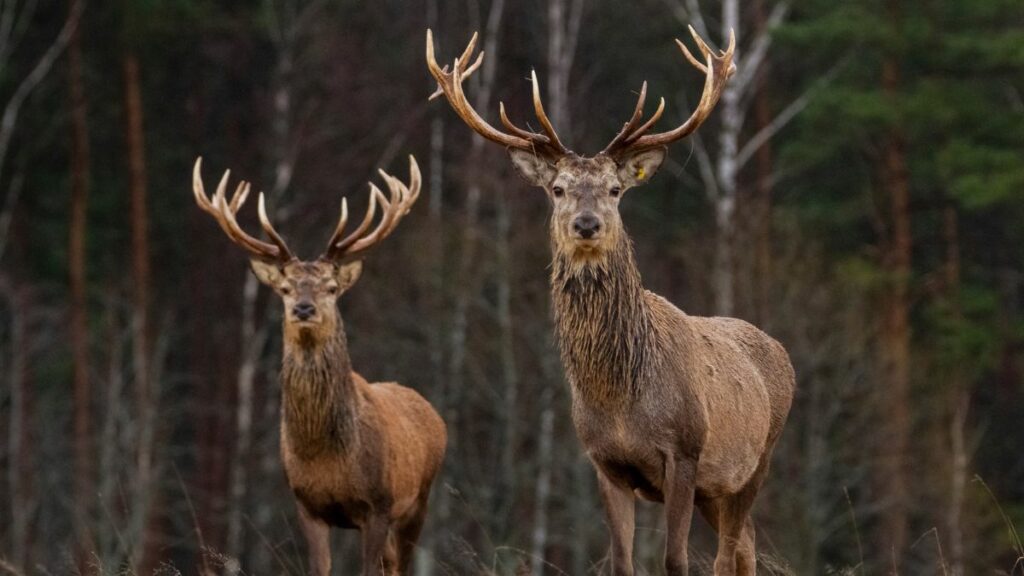 Auf die Jagd mit 6 Wochen altem Baby: Für diese Mama der pure Spaß!