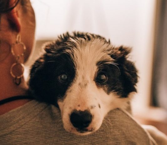 Mara musste sich für ihr Kind gegen ihren Hund entscheiden