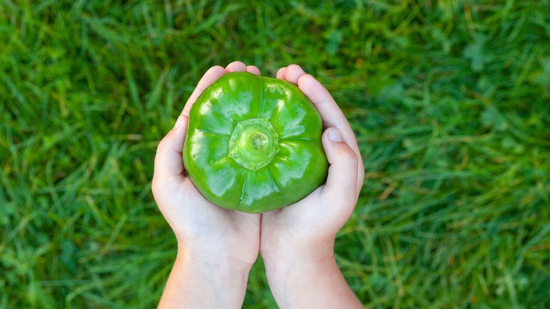 Paprika fürs Baby ab wann ist sie erlaubt? Echte Mamas