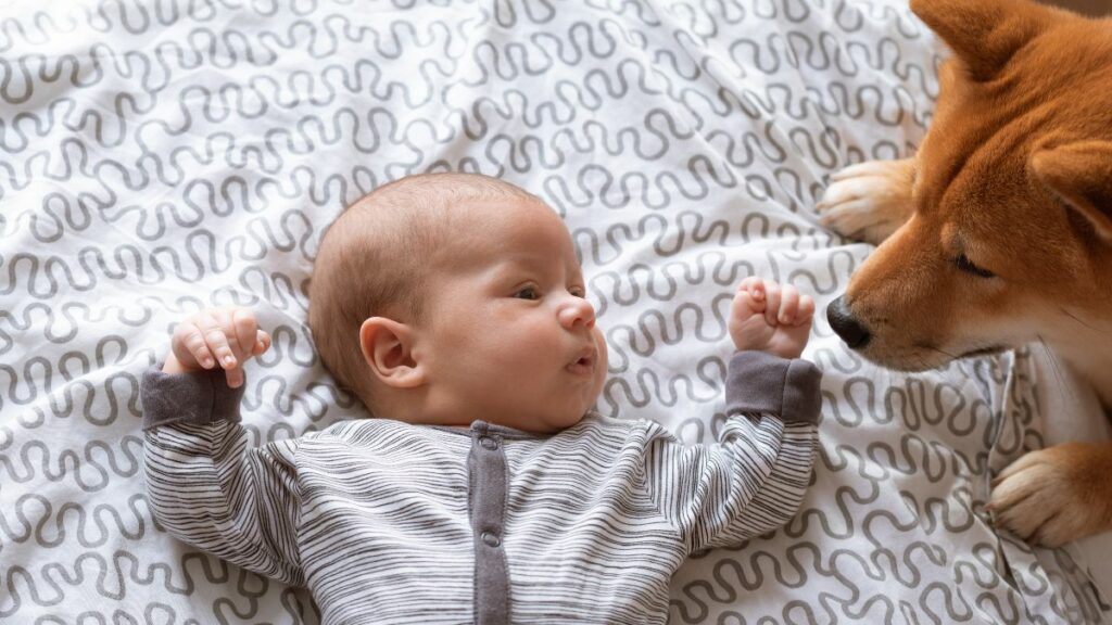 Pfoten weg: Hund beschützt Baby – süß oder gefährlich?