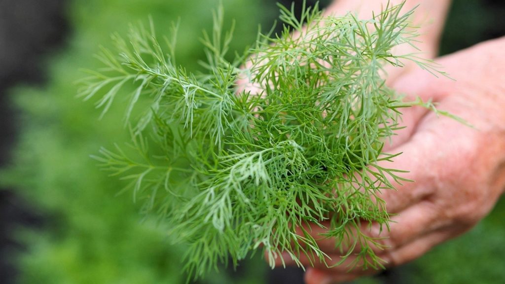 Dill in der Schwangerschaft: Ja, bitte!