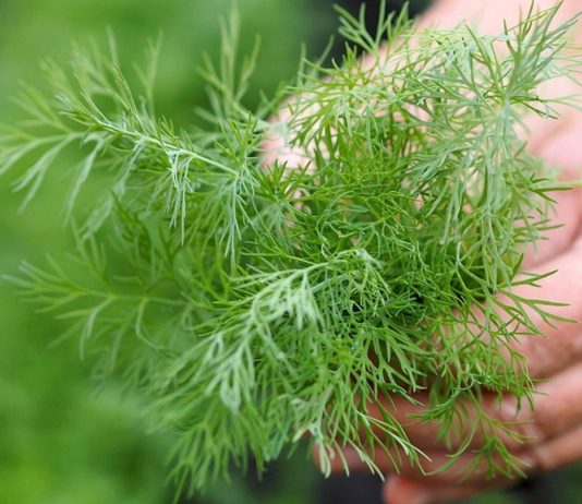 Dill ist ein sicheres Gewürz in der Schwangerschaft.