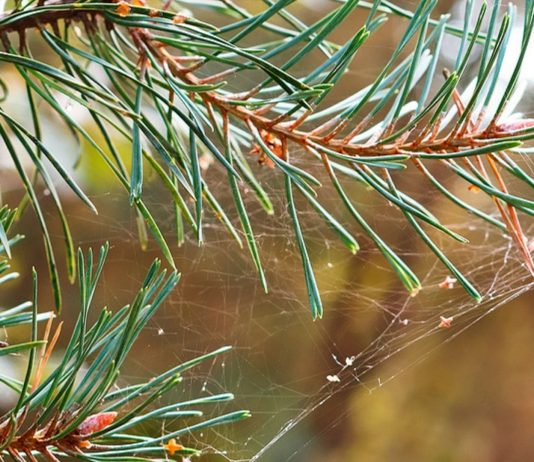 Spinnen gehören noch den harmlosesten potenziellen Bewohnern des Weihnachtsbaumes.