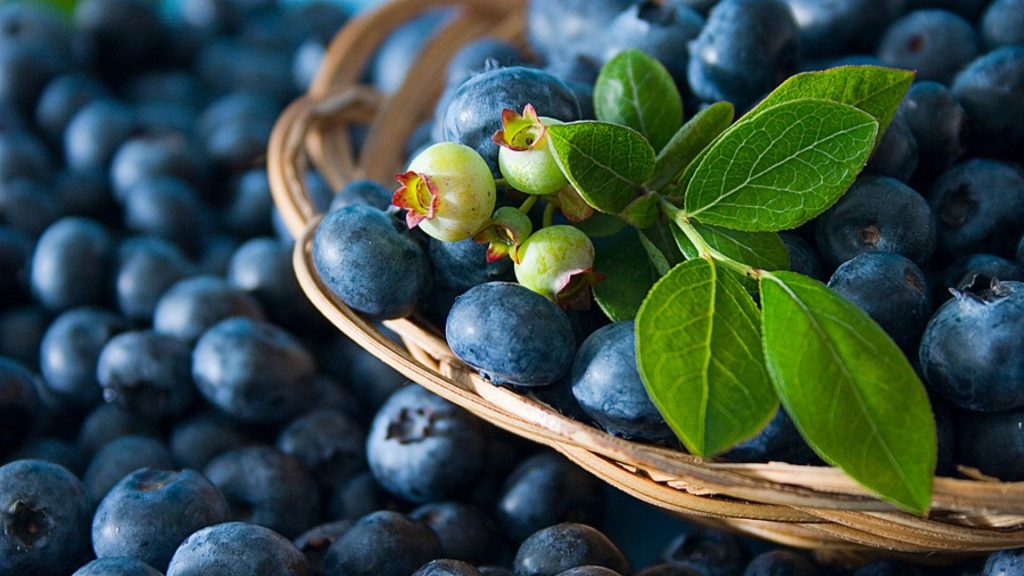 Heidelbeeren in der Schwangerschaft: Her mit den Vitaminbomben!