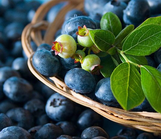 Blaubeeren sind supergesund, reich an Nährstoffen und deswegen auch in der Schwangerschaft ein Superfood.