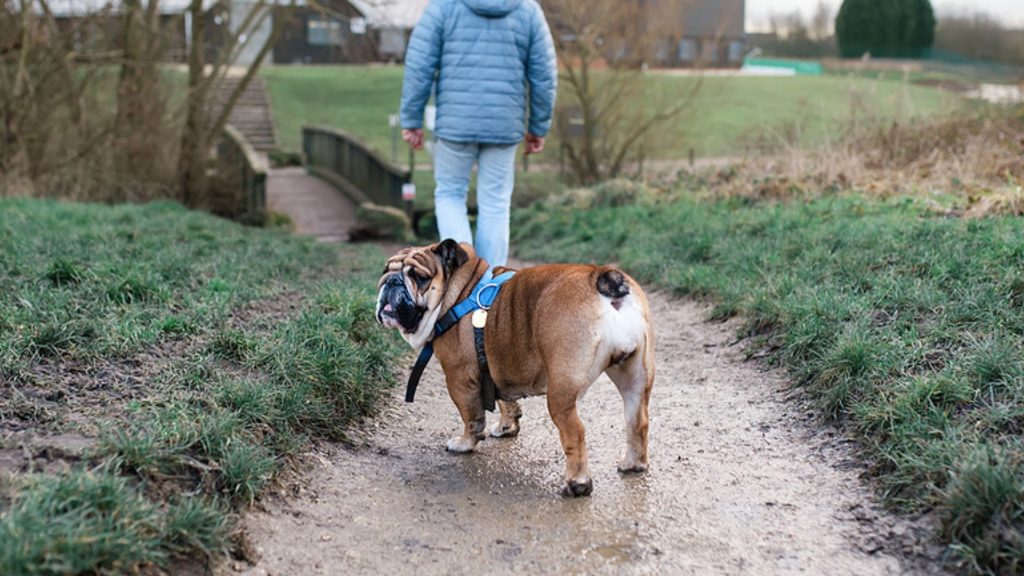 Diskussionen flammen auf: Hund beißt Kleinkind und wird eingeschläfert