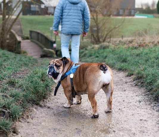 Laut Medien soll der Hund eine Old English Bulldog-Mischung gewesen sein, ähnlich dem Tier auf diesem Symbolbild.