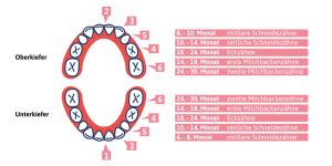 Bei vielen Babys kommen die ersten Zähnchen zwischen dem sechsten und achten Lebensmonat.