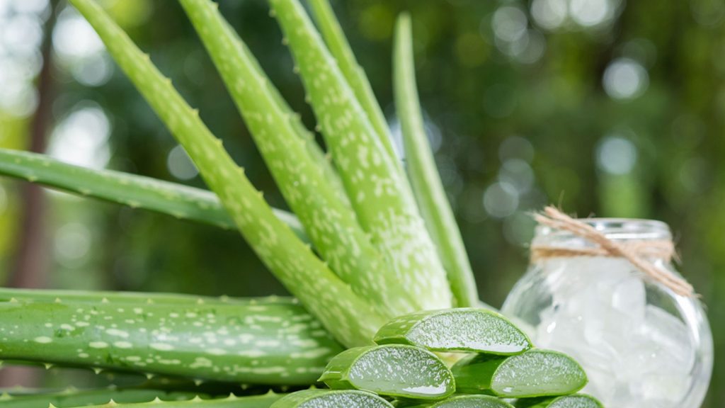 Ist Aloe vera in der Schwangerschaft gesund?