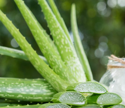 Auf Aloe vera sollte in der Schwangerschaft verzichtet werden.