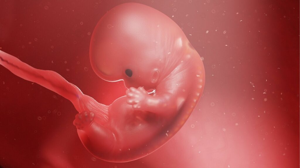 Umstrittener Erfolg: Forscher züchten künstliche Embryos im Labor