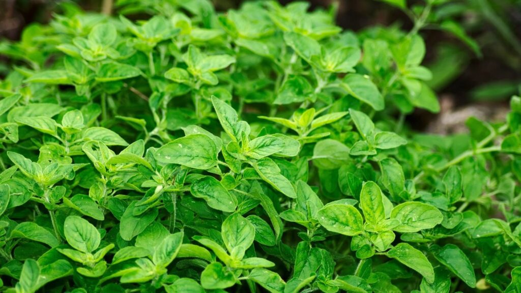 Oregano in der Stillzeit – ja oder nein?