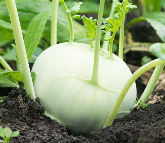 Kohlrabi ist in der Schwangerschaft ziemlich gesund.