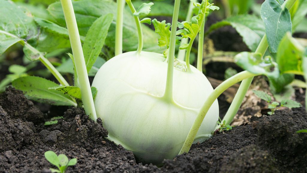 Kohlrabi in der Schwangerschaft: Die Powerknolle vom Feld