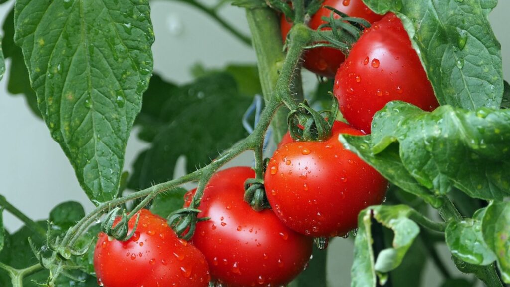 Darf ich Tomaten in der Stillzeit essen?