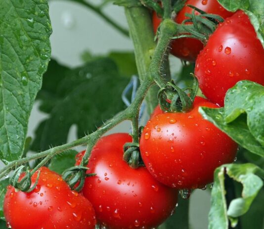 Tomaten sind in der Stillzeit erlaubt, du solltest aber die Reaktion deines Babys beobachten.