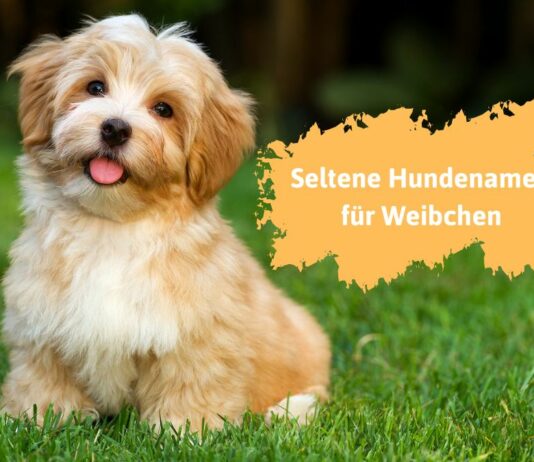 Seltene Hundenamen für Weibchen von A bis Z