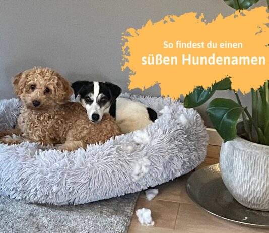 Süße Hundenamen kennen wir hier bei Echte Mamas viele!