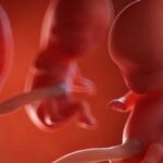 In der 10. SSW hat dein Baby etwa die Größe einer Kirsche oder Erdbeere. Grafik: Bigstock