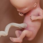 In der 11. SSW ist das Baby ungefähr so groß wie eine Feige. Grafik: Bigstock