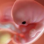 In der 7. Schwangerschaftswoche kannst du sogar schon leicht Hand und Ohren erkennen. Foto: Bigstock
