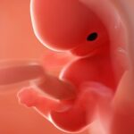 In der 8. SSW bilden sich Gehirn und Ohren langsam aus. Foto: Bigstock