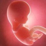 In der 9. SSW findet der Übergang vom Embryo zum Fötus statt. Foto: Bigstock